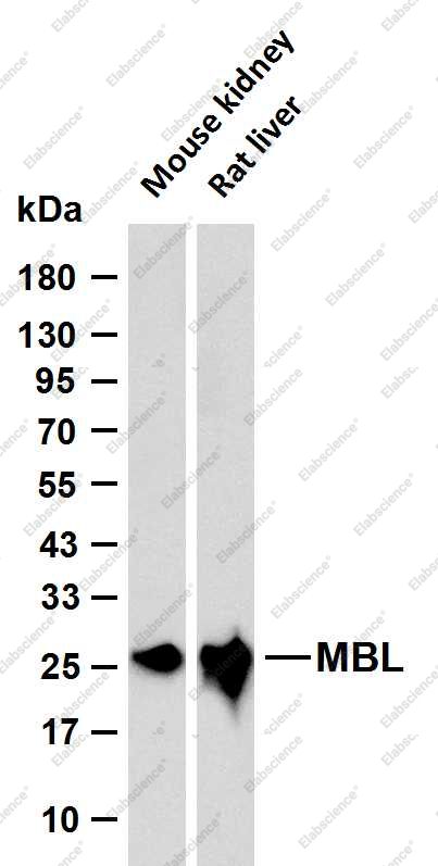 Recombinant MBL2 Monoclonal Antibody - 1