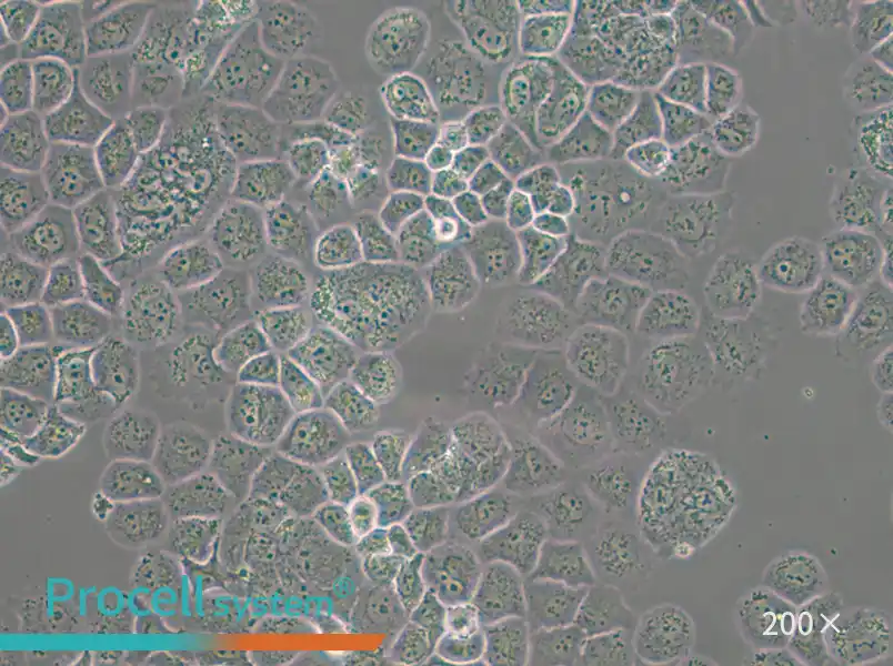 SW-13 (L15) Cell Complete Medium - 6