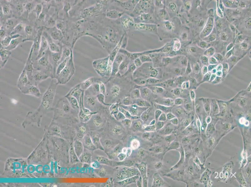 Kuramochi Cell Complete Medium - 6