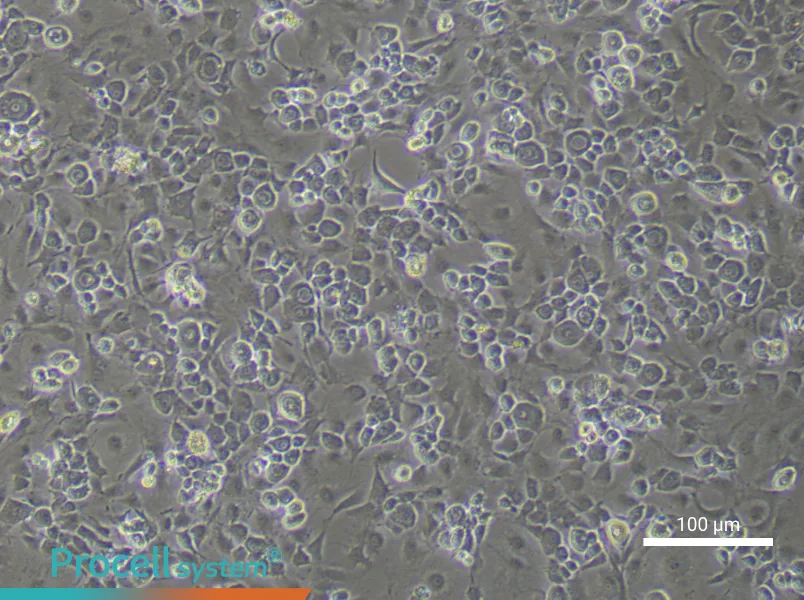 Mouse Endplate Chondrocyte Complete Medium - 1