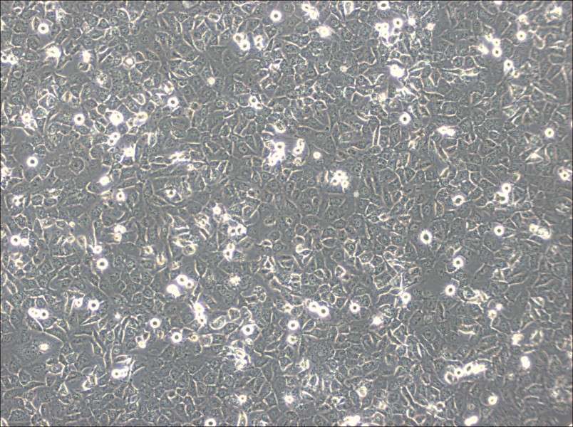 BPH-1 Cell Complete MediumBPH-1 Cell Complete Medium - 3