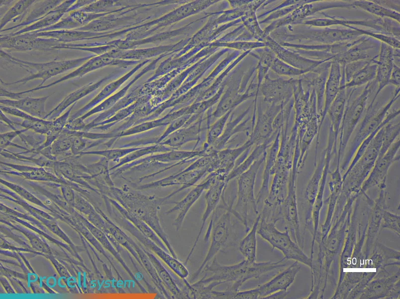 Human Vascular Adventitial Fibroblast Complete Medium - 4