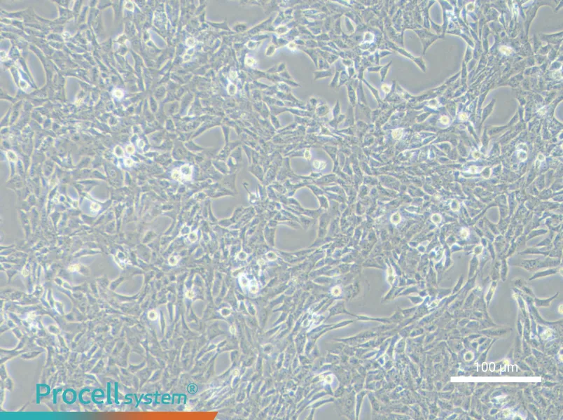 HSC-T6 Cell Complete Medium - 1