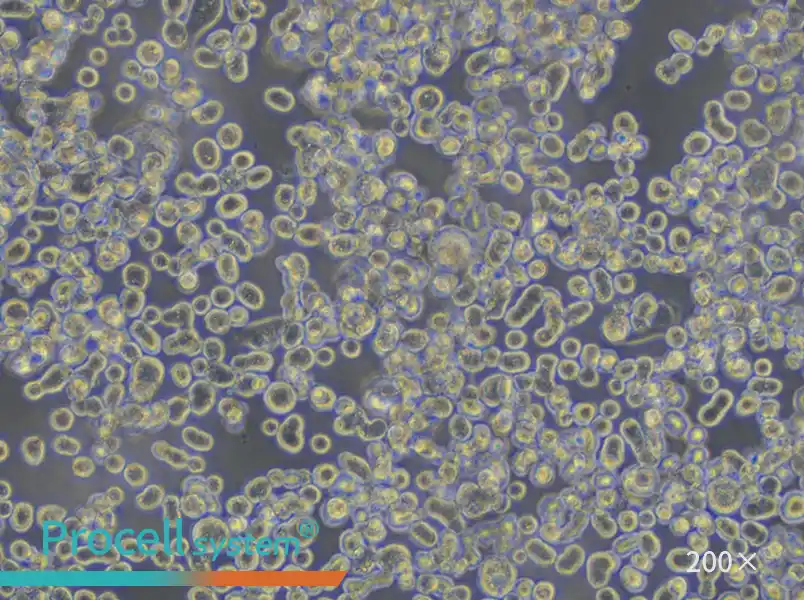 KATO III [KATO 3] Cell Complete Medium - small - 4