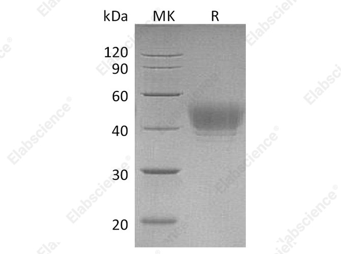 Recombinant Human CD24 Protein (Ser27-Gly59,Ser44Thr)(Fc Tag) - 1