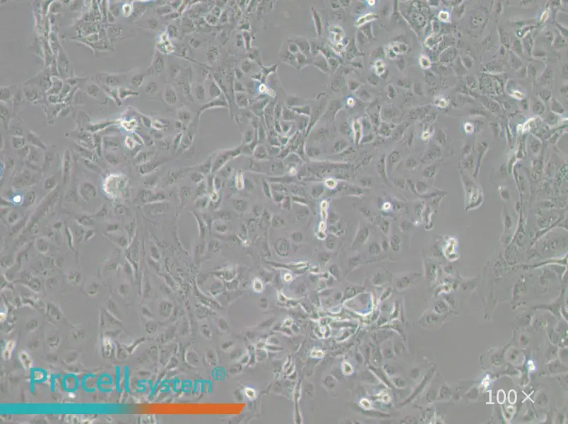 GLAG-66 Cell Complete MediumGLAG-66 Cell Complete Medium - 2