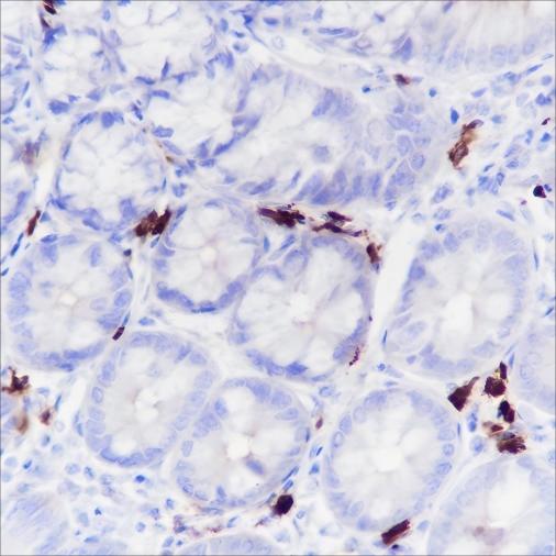 Recombinant IGJ Monoclonal Antibody - 3