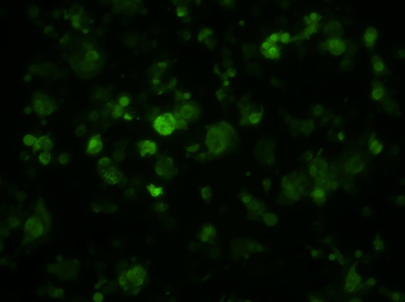 HePa1-6-GFP Cell Complete Medium-searchlist-1