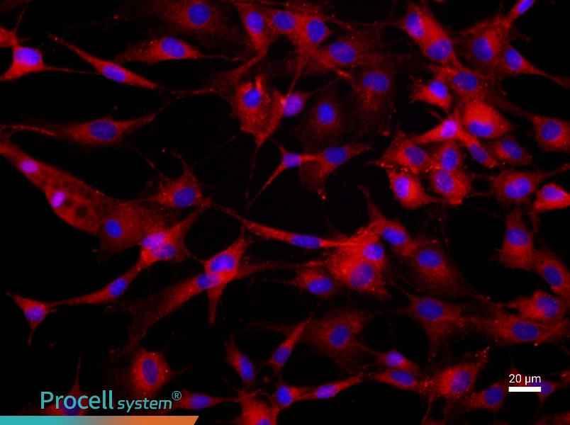 Rat Bone Marrow-Derived Endothelial Progenitor Cell Complete Medium - 2