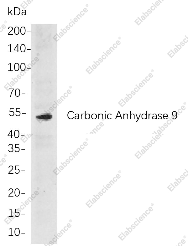 Recombinant Carbonic Anhydrase 9 Monoclonal Antibody - 1