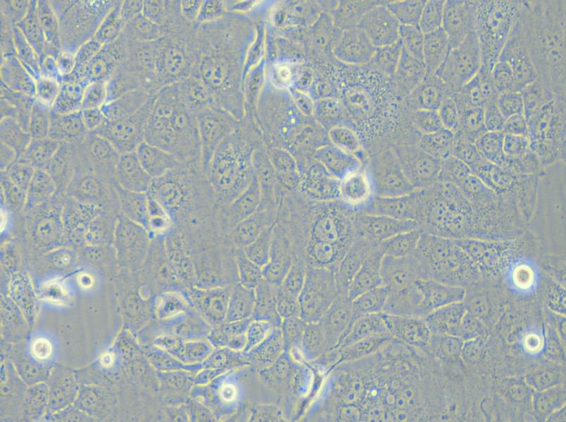 HCC-78 Cell Complete Medium - 4
