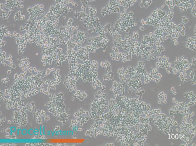 266-6 Cell Complete Medium266-6 Cell Complete Medium - 2