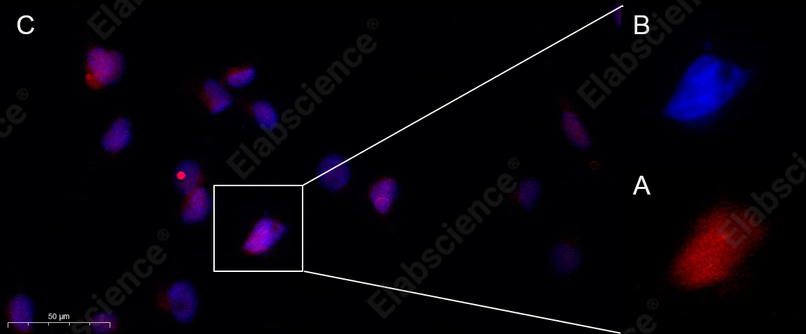 Recombinant Phospho-4E-BP1 (Thr37, 46) Monoclonal Antibody - 2