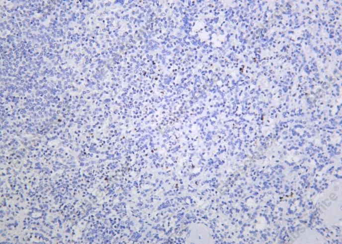 Recombinant Histone H4 (Acetyl Lys16) Monoclonal Antibody - 1