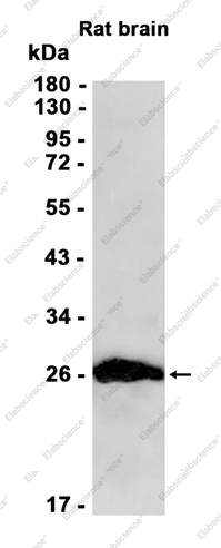 Recombinant MOG Monoclonal Antibody - 1