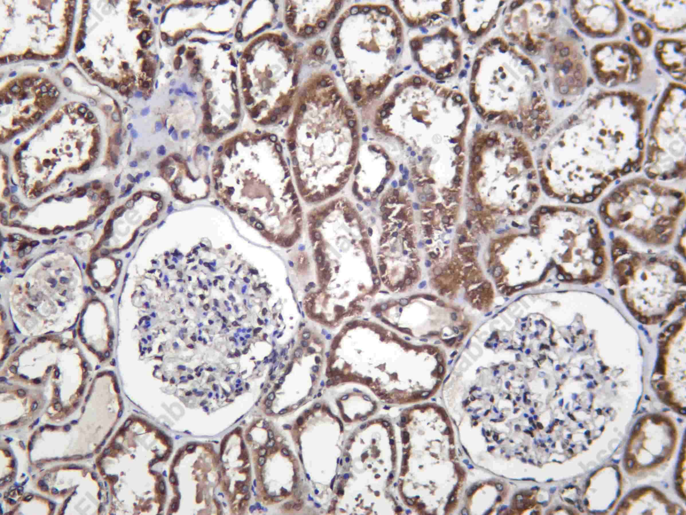 Recombinant TGF-α Monoclonal Antibody - 1