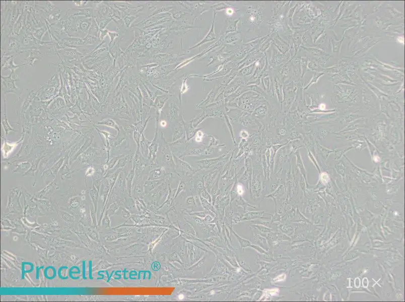 3T3-Swiss albino Cell Complete Medium - 1