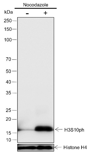Recombinant Phospho-Histone H3 (Ser10) Monoclonal Antibody - small - 2