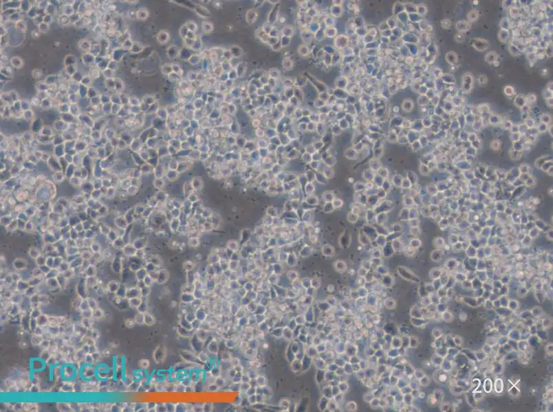 Hce-8693 Cell Complete Medium - 4