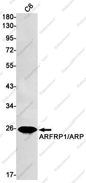 Recombinant ARFRP1 Monoclonal Antibody - 1