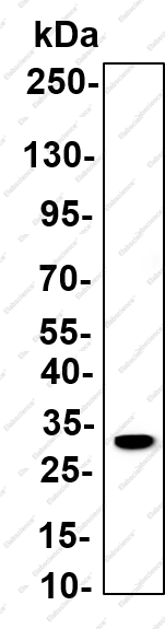 Recombinant G-CSF Monoclonal Antibody - 1