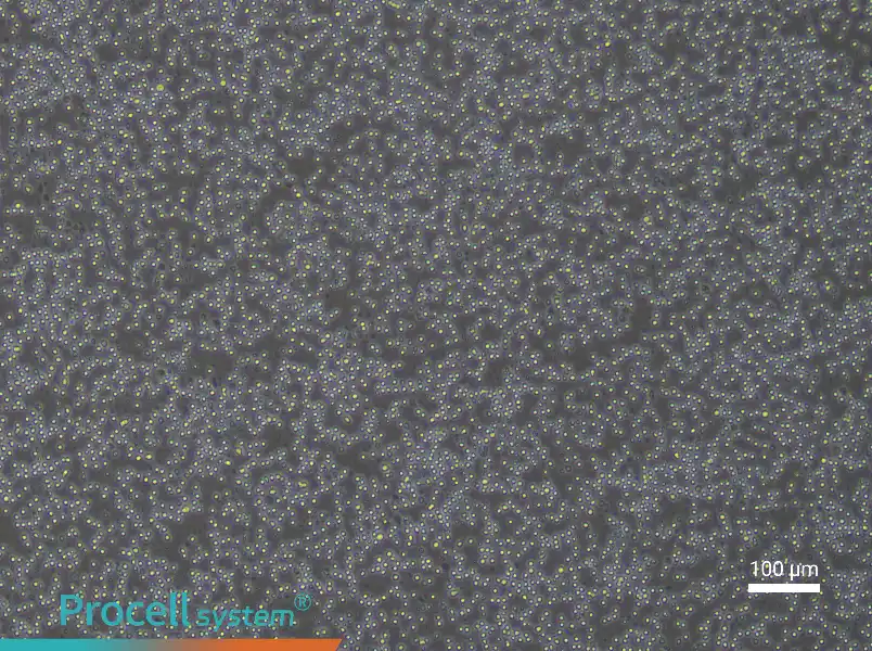 Mouse Splenic Lymphocyte Complete Medium - 3
