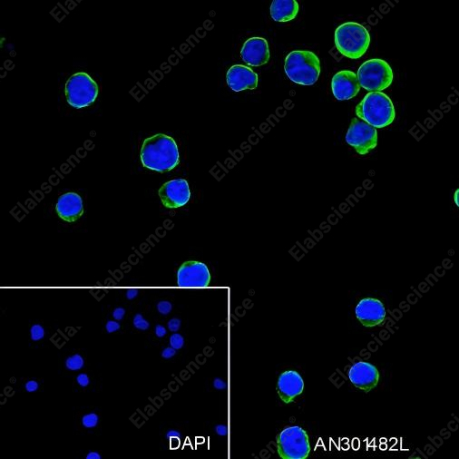 Recombinant CD58 Monoclonal Antibody - 2
