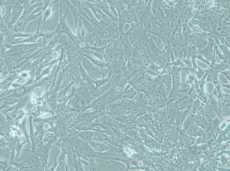 MOG-G-UVW Cell Complete Medium - small - 4