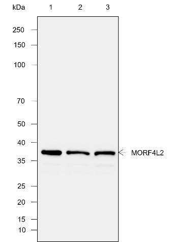 Recombinant MORF4L2 Monoclonal Antibody-searchlist-1