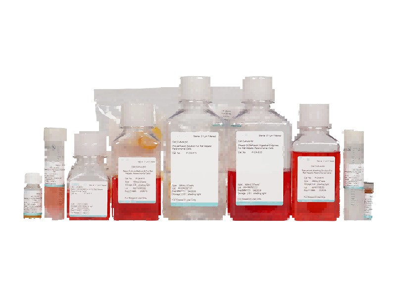 Rat Hepatic Parenchymal Cell Isolation and Culture Kit