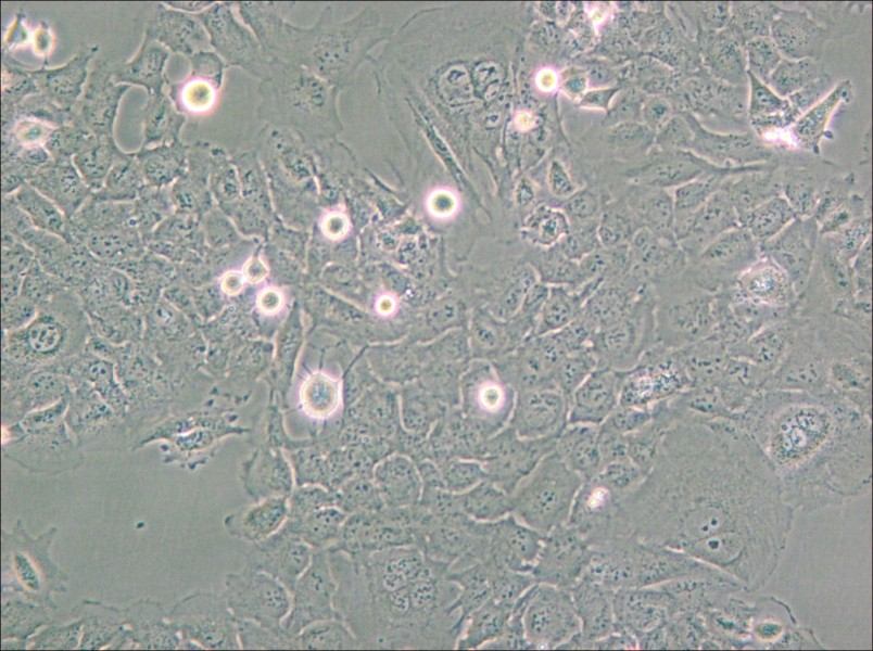 HMC3 Cell Complete Medium - 4