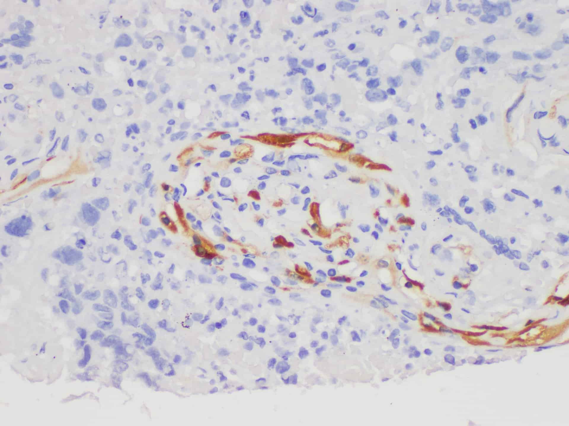 FITC Rat IgG1, κ Isotype Control[HRPN]-产品推荐-1