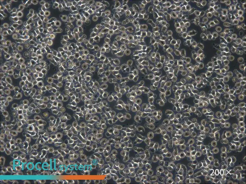 TOLEDO Cell Complete Medium - 5