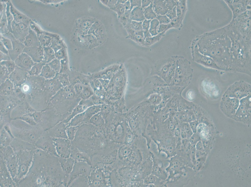SU.86.86 Cell Complete Medium - 5