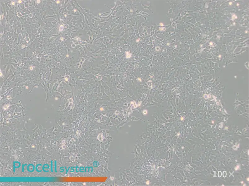TE-10 Cell Complete MediumTE-10 Cell Complete Medium - 3