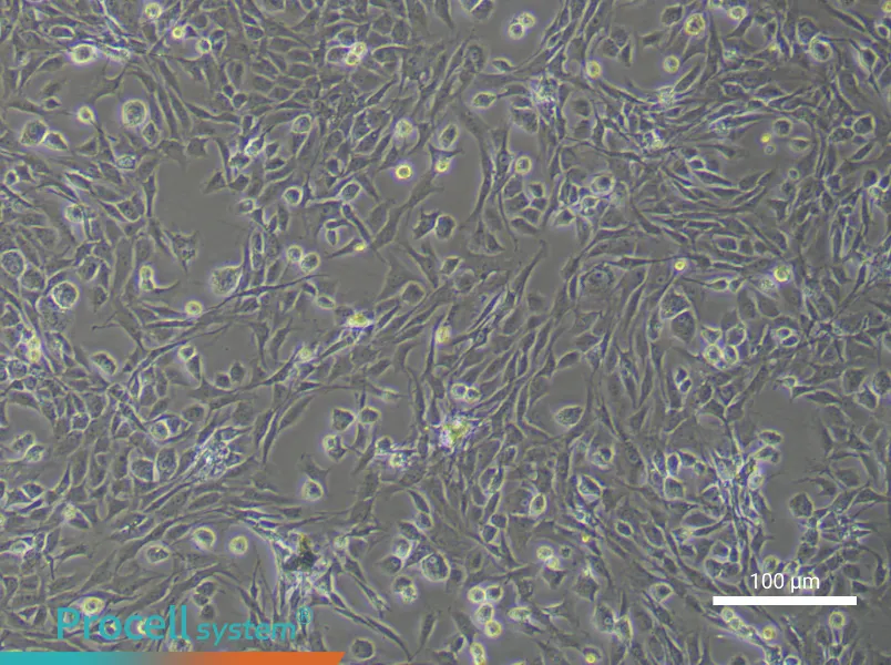 Rat Articular Chondrocyte Complete Medium - 2