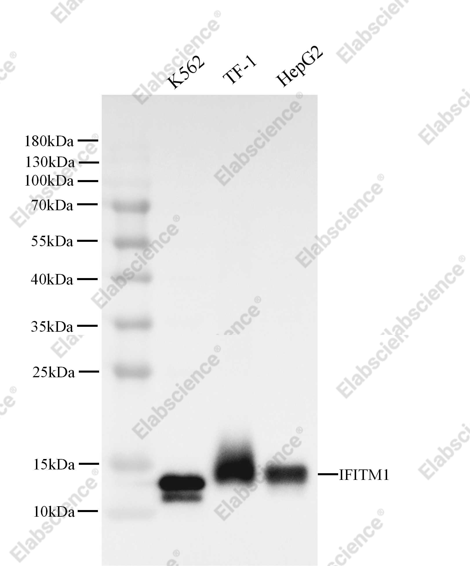 Recombinant IFITM1 Monoclonal Antibody - 2