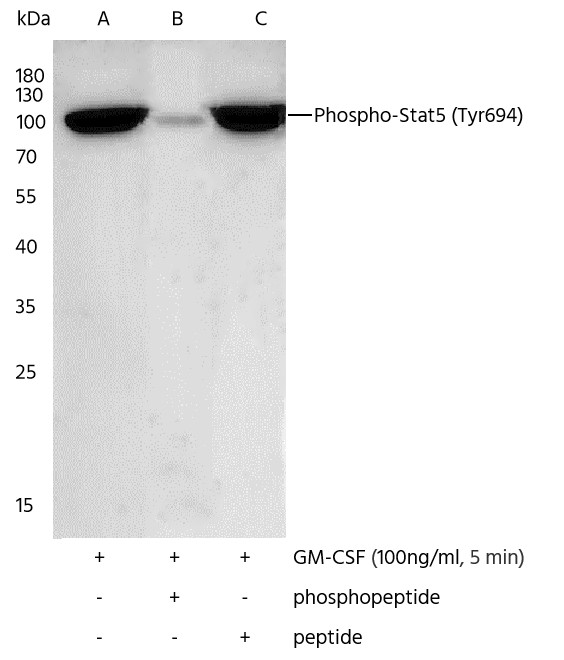 Recombinant Phospho-Stat5 (Tyr694) Monoclonal Antibody - small - 2
