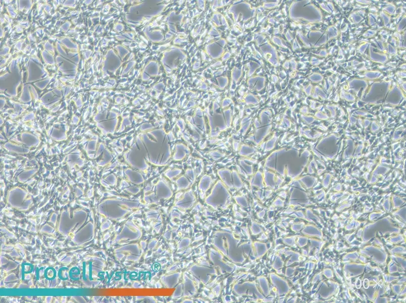 CT26.WT Cell Complete Medium - 2