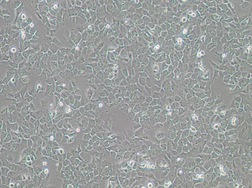 SK-MES-1 Cell Complete MediumSK-MES-1 Cell Complete Medium - 3