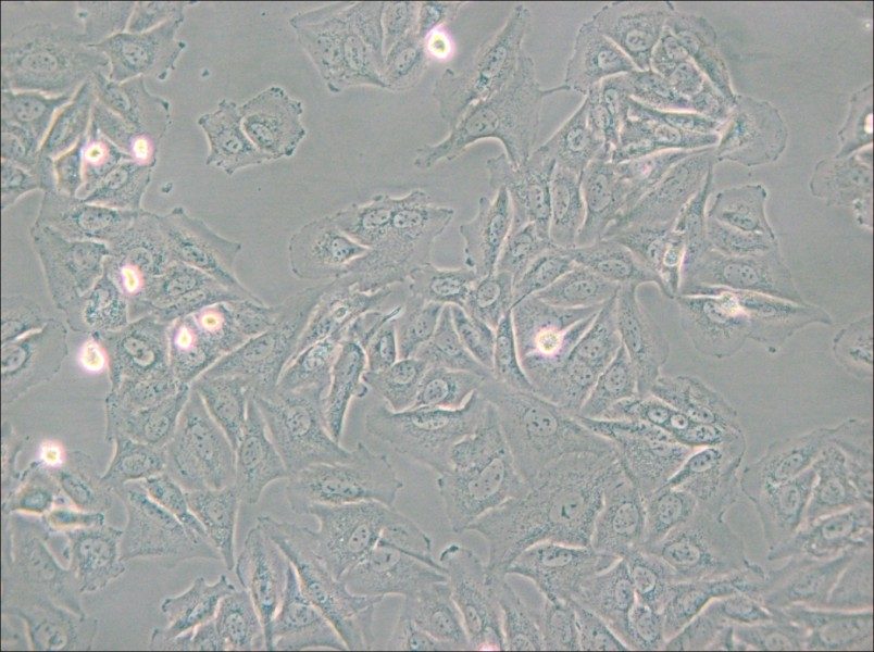 NCI-H1563 Cell Complete Medium - small - 4