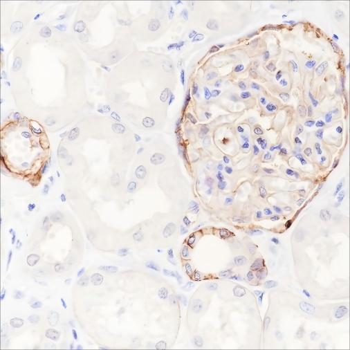 Recombinant CD239/BCAM Monoclonal Antibody - small - 2