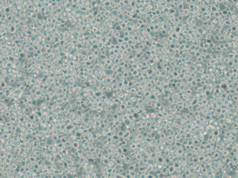 C1498 Cell Complete Medium - 6