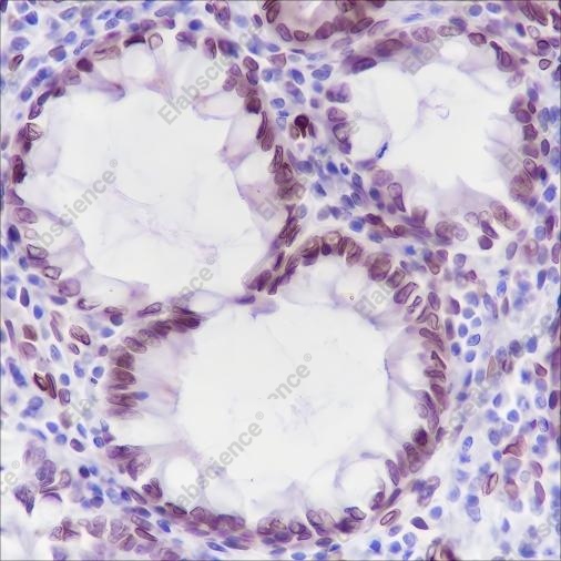 Recombinant FBXW7 Monoclonal Antibody - 2
