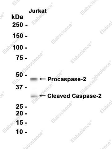 Recombinant Caspase-2 Monoclonal Antibody - 1