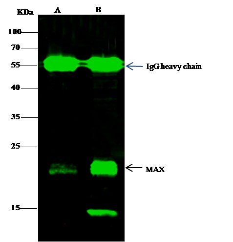 Recombinant MAX/MYC associated factor X Monoclonal Antibody - small - 3