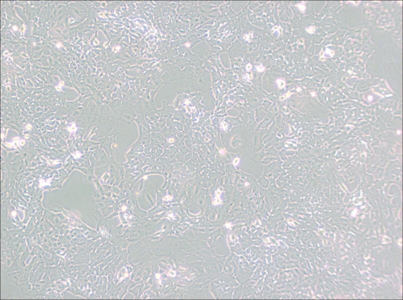 HC11 Cell Complete Medium - 3