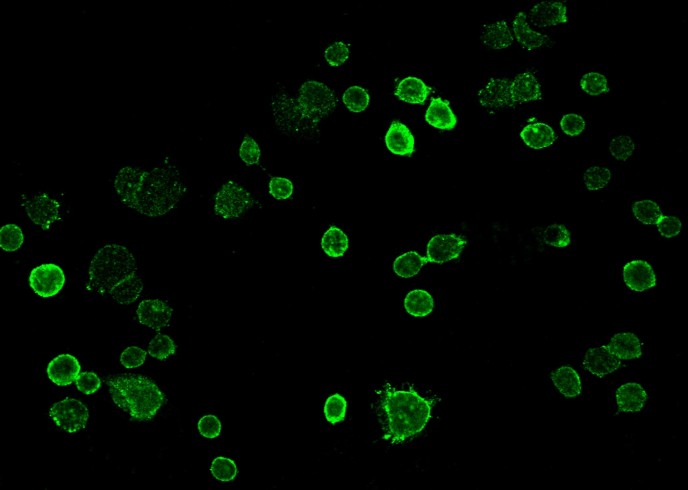 Recombinant TROP2/TACSTD2 Monoclonal Antibody-searchlist-1