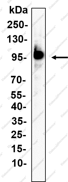 Recombinant CD30 Monoclonal Antibody - 1