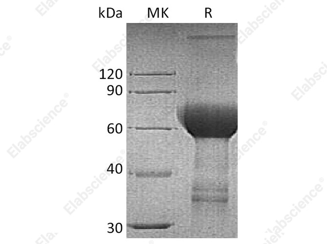 Recombinant Human TROP2/TACSTD2 Protein (Fc Tag) - 1